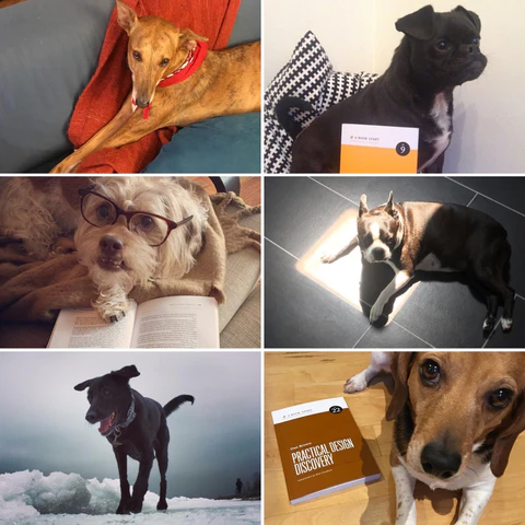 Collage of dog photos